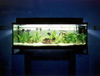 Dokumentation Fische (Aquarium)